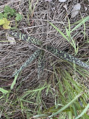 Ledebouria revoluta