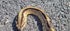Crotalus simus