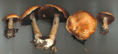 Cortinarius quercophilus