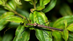 Pseudophasma phthisicum