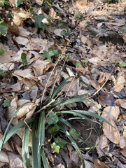 Liriope