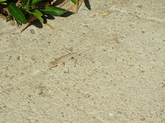 Acanthodactylus boskianus