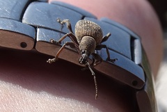 Otiorhynchus pseudonothus