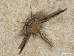 Apochima flabellaria