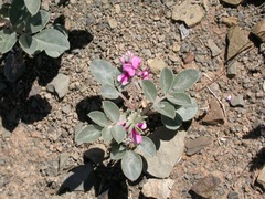 Indigofera auricoma