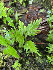 Selaginella plana