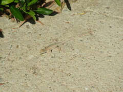 Acanthodactylus boskianus