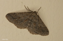 Agriopis bajaria