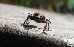 Otiorhynchus pseudonothus