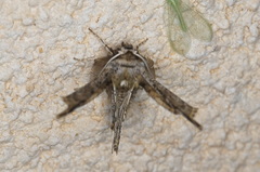 Apochima flabellaria