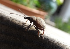 Otiorhynchus pseudonothus