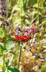 Sphex latreillei