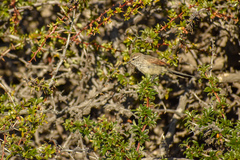 Leptasthenura aegithaloides