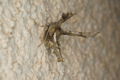 Apochima flabellaria