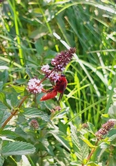Sphex latreillei