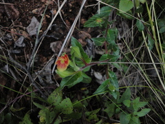 Angiospermae