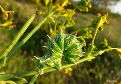 Apochima flabellaria