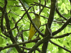 Oriolus auratus