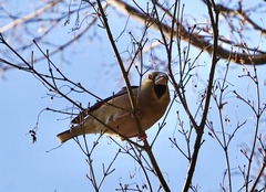 Coccothraustes coccothraustes