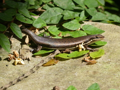 Trachylepis varia