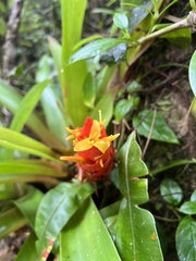 Guzmania berteroniana