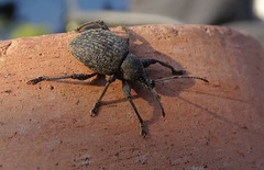 Otiorhynchus pseudonothus