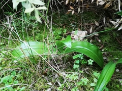 Himantoglossum robertianum