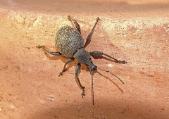 Otiorhynchus pseudonothus