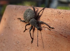 Otiorhynchus pseudonothus