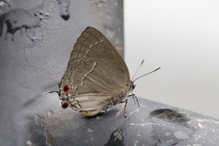 Strephonota ambrax