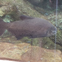 Piaractus brachypomus