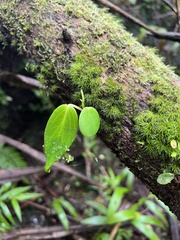 Peperomia distachyos