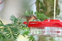 Phaethornis striigularis