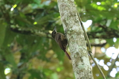 Dendrocincla fuliginosa