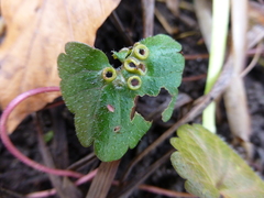 Rondaniola bursaria