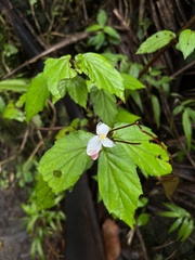 Begonia decandra