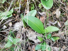 Himantoglossum robertianum