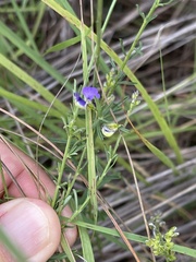 Polygala producta