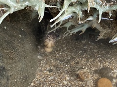 Gymnothorax pseudothyrsoideus