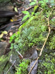 Elaphoglossum peltatum