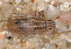 Sitona lineatus
