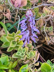 Coleus