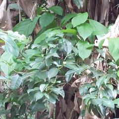 Ficus virgata