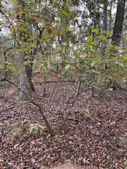 Vaccinium fuscatum