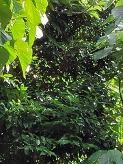 Ficus virgata