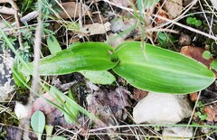 Himantoglossum robertianum