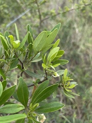 Diospyros dichrophylla