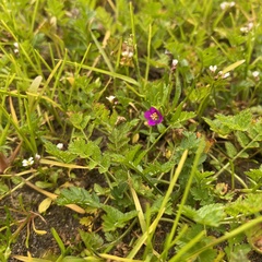 Calandrinia menziesii