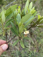 Diospyros dichrophylla