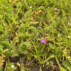 Calandrinia menziesii